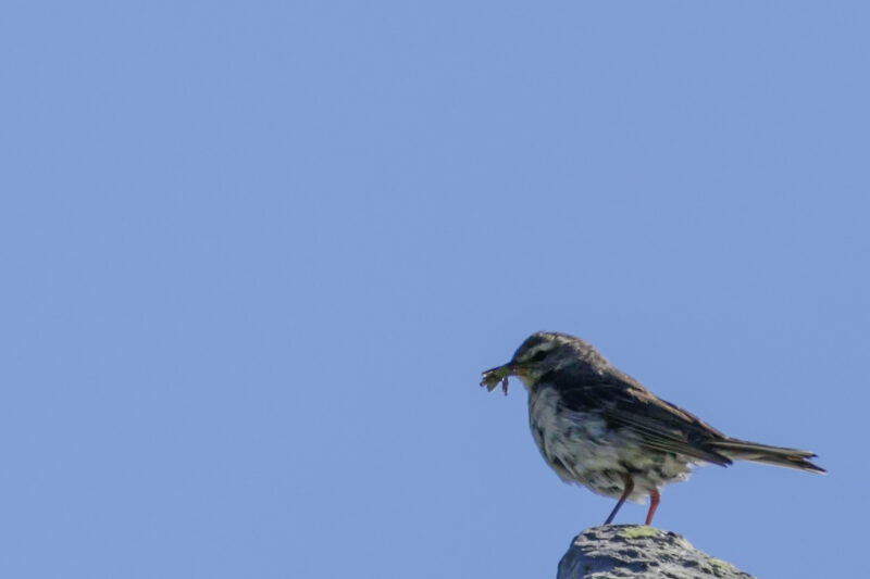 Pipit spioncelle avec insectes dans le bec